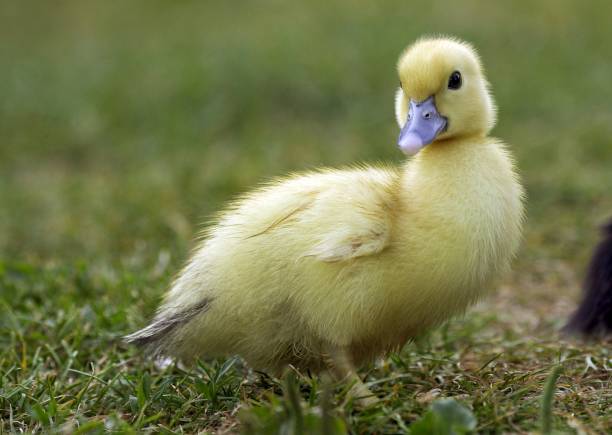 istock Muskovy Duck, cairina moschata, Duckling 1257150530