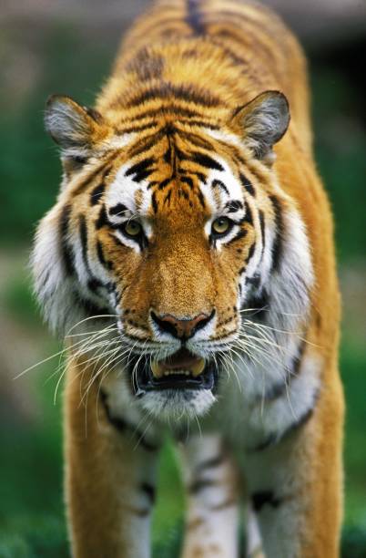 istock Siberian Tiger, altaic tiger tiger 1257150546