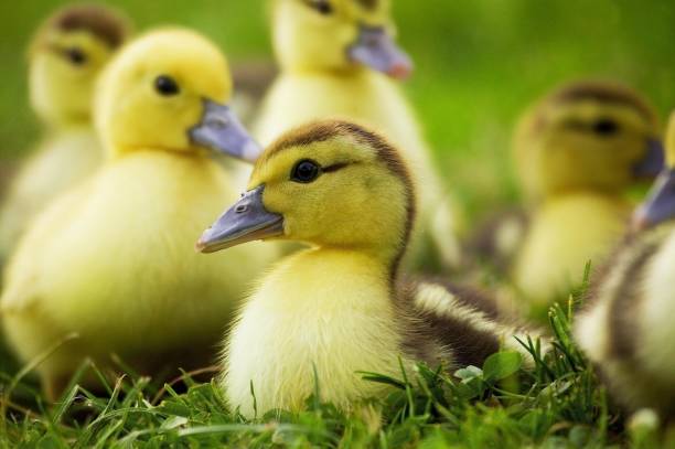 istock Muskovy Duck, cairina moschata, Ducklings 1257150549