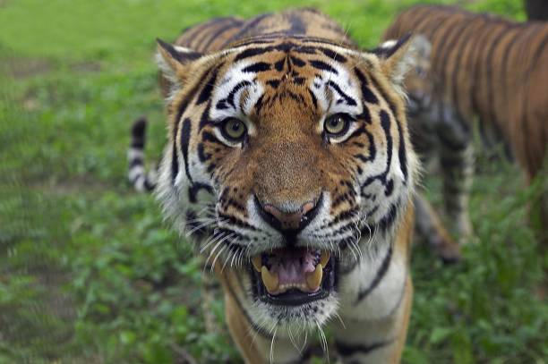 istock Siberian Tiger, altaic tiger tiger 1257150559