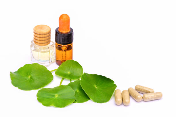 gotu kola - alternative medicine mortar and pestle herbal medicine herb foto e immagini stock