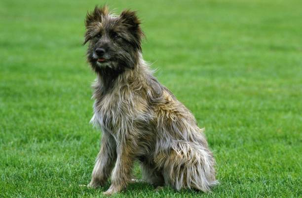 istock Pyrenean Shepherd or Pyrenean Sheepdog, Dog sitting on Grass 1257151580