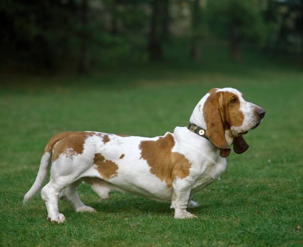 istock Basset Hound Dog 1257151613