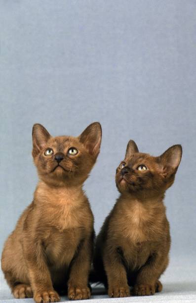 istock Zibeline Burmese Domestic Cat, Kitten sitting 1257151630