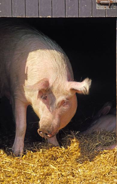 istock Large White Domestic Pig in pigsty 1257151653
