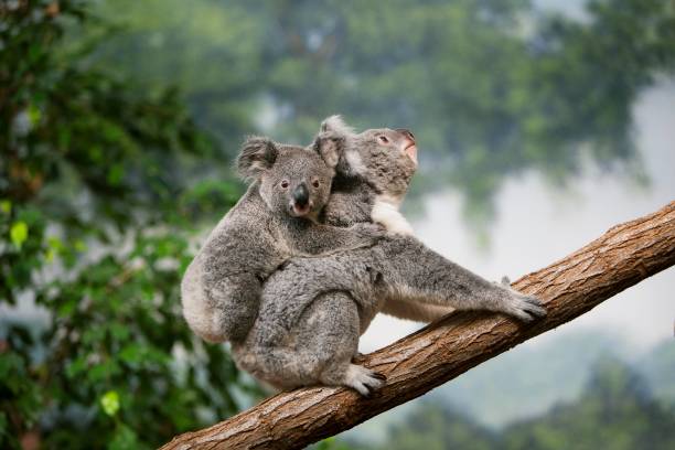istock Koala, phascolarctos cinereus, Mother carrying young on its Back 1257151683