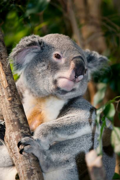 istock Koala, phascolarctos cinereus, Male standing on Branch 1257151684