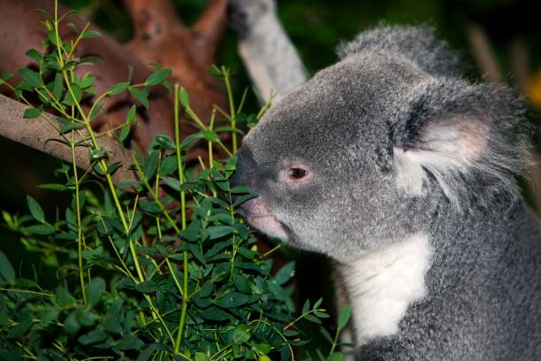 istock Koala, phascolarctos cinereus, Adult 1257151719