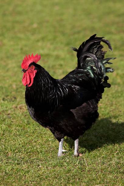 istock Cotentine Rooster, Domestic Chicken's Breed from Contentin, Normandy 1257151723