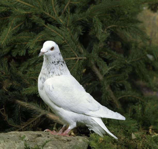 istock Dantzig Flying Domestic Pigeon 1257151892
