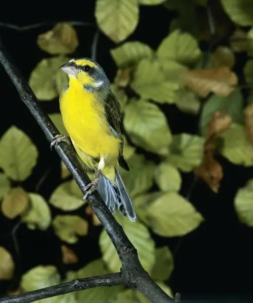 Yellow Fronted Canary, serinus mozambicus, Adult standing on Branch