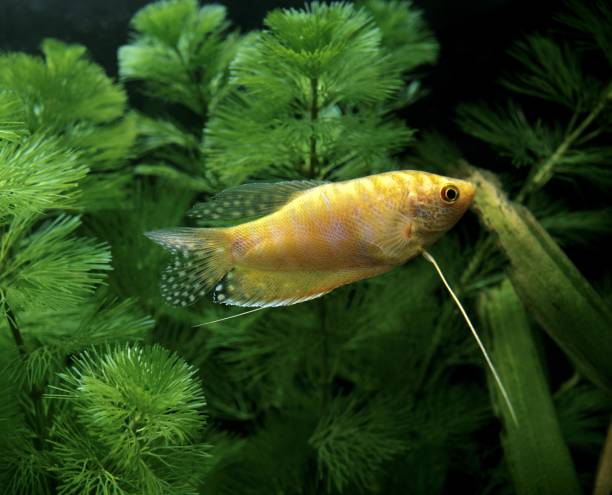 Gold Gourami, trichogaster trichopterus Gold Gourami, trichogaster trichopterus trichogaster trichopterus stock pictures, royalty-free photos & images