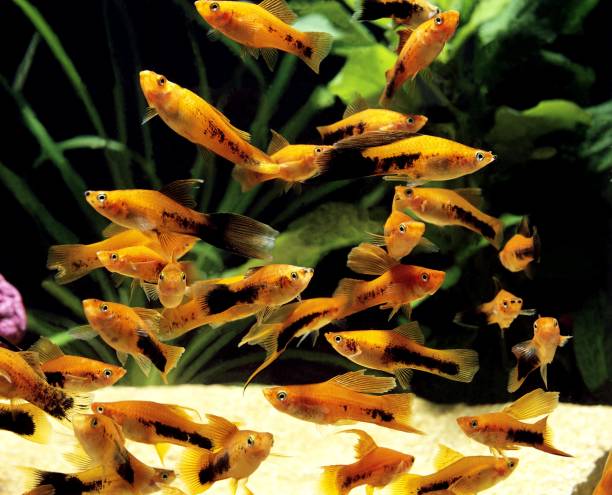istock Tuxedo Swordtail Fish, xiphophorus helleri tuxedo 1257151916