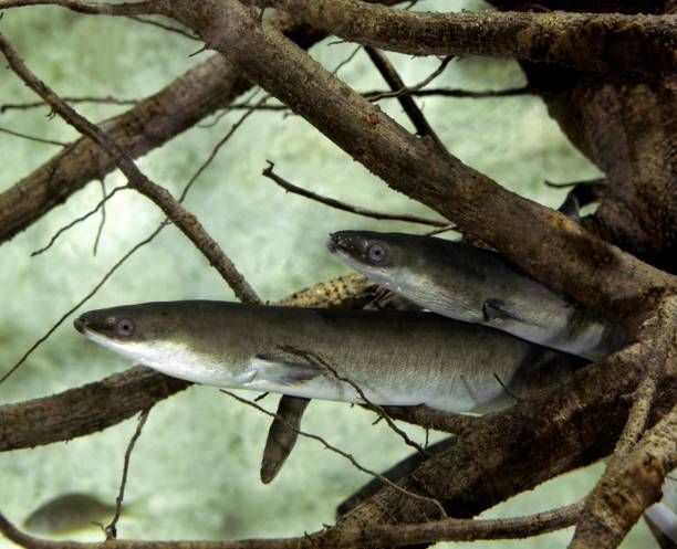 anguila común o anguila europea, anguila de la anguila - saltwater eel fotografías e imágenes de stock