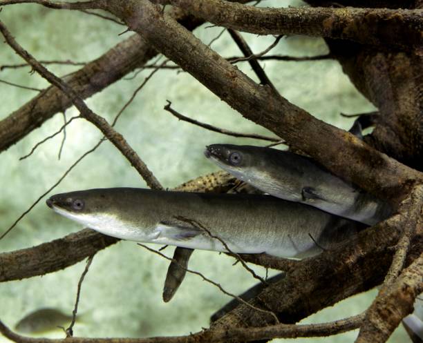 istock Common Eel or European Eel, anguilla anguilla 1257151934