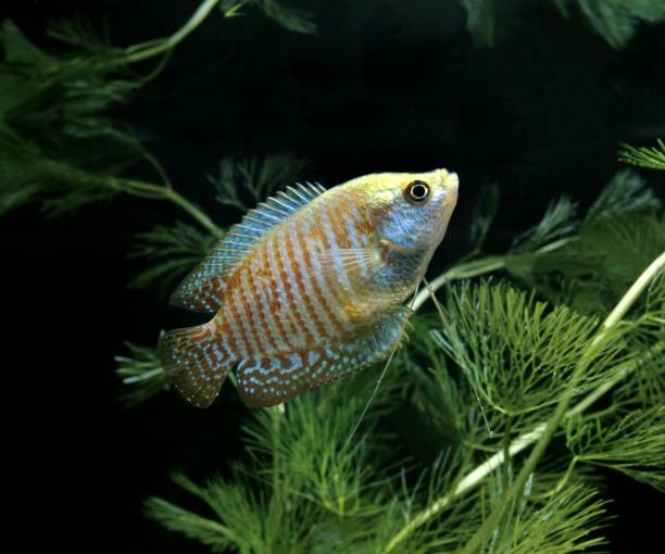 istock Dwarf Gourami, colisa lalia 1257151954