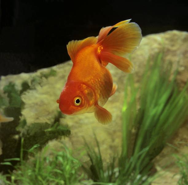 istock Ryukin Goldfish, carassius auratus 1257151971