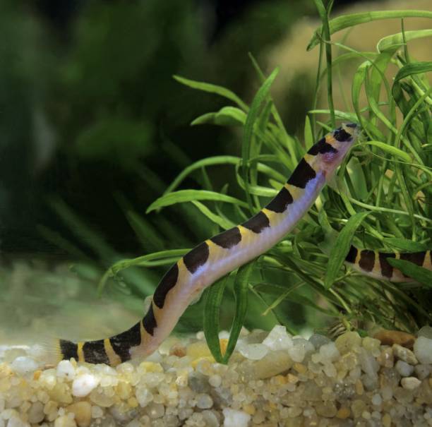 istock Kuhli Loach, pangio kuhli 1257151995