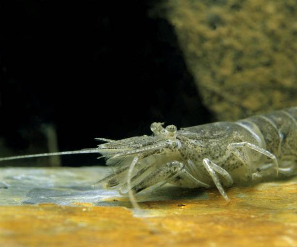 istock Common Shrimp, crangon crangon 1257152029