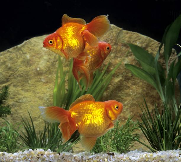 istock Ryukin Goldfish, carassius auratus 1257152046