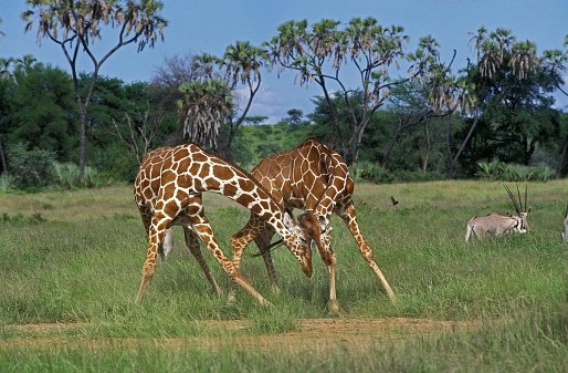 Reticulated Giraffe, giraffa camelopardalis reticulata, Males Fighting, Samburu Park in Kenya