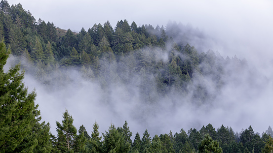 Mount Tamalpais State Park, Marin County, California, USA.