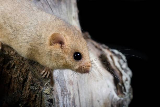 istock Common Dormouse, muscardinus avellanarius, Normandy 1257153300
