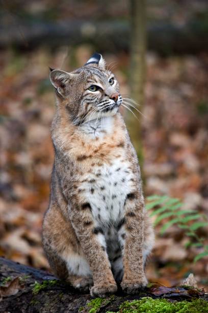 istock European Lynx, felis lynx 1257153327