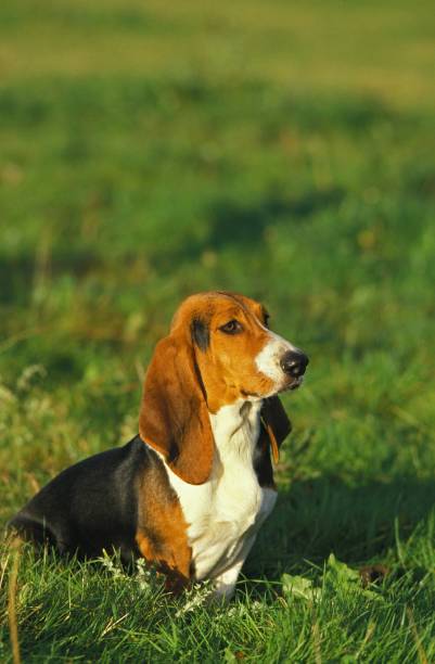 istock Artesian Norman Basset or Basset Artesian Normand sitting on Grass 1257153364