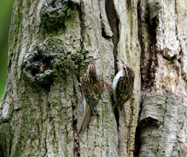 istock Treecreepers building their nest 1257153370
