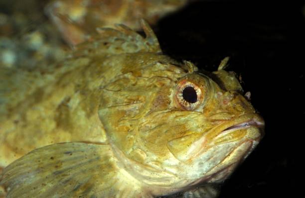 istock Scorpion Fish, porcus scorpaena 1257153444