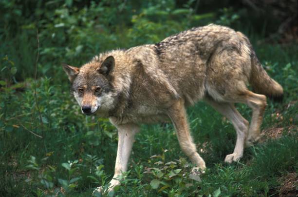 istock European Wolf, canis lupus 1257153446