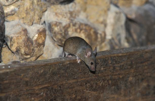 House Mouse, mus musculus House Mouse, mus musculus mus musculus stock pictures, royalty-free photos & images