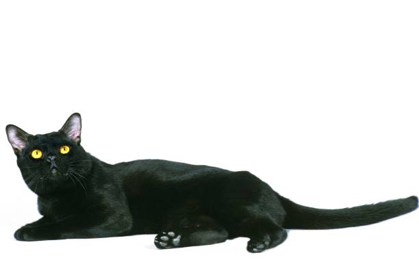 istock Bombay Domestic Cat laying against White Background 1257153584