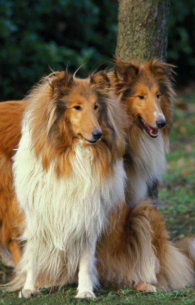 istock Collie Dog sitting on Grass 1257153740