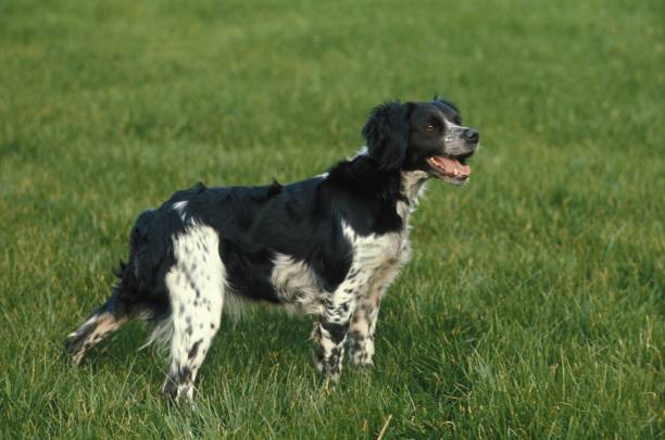 istock Brittany Spaniel, Dog standing on Grass 1257153746