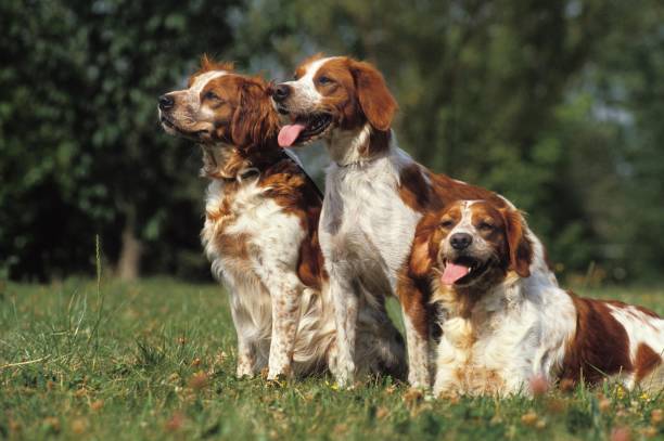 istock Brittany Spaniel, Dog standing on Grass 1257153752