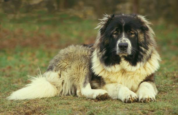 istock Caucasian Shepherd Dog, Breed from Russia 1257153764