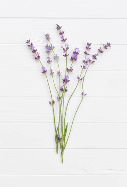 istock Lavender bouquet on a white wooden table 1257153766