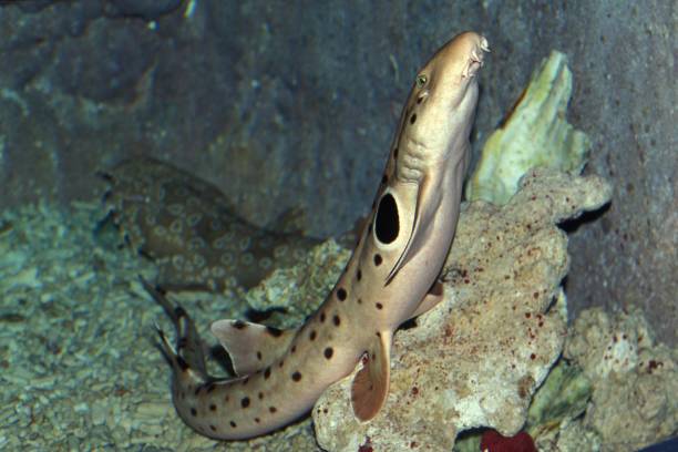 istock Epaulette Shark, hemiscyllium ocellatum 1257153784
