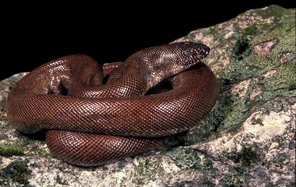istock Indian Sand Boa, eryx johnii 1257153827