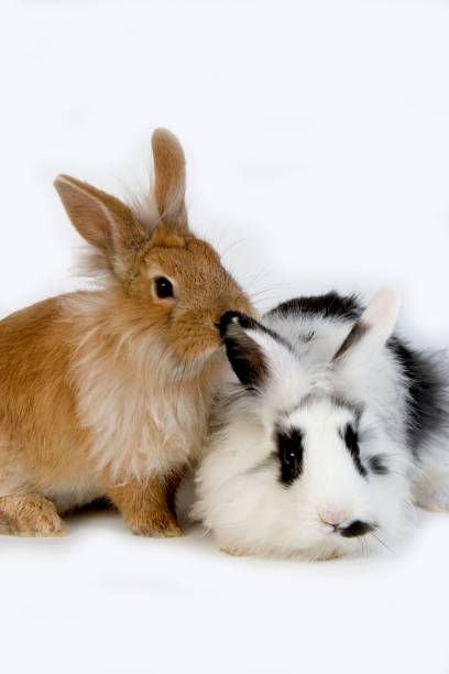 istock Red with Black and White Dwarf Rabbit against White Background 1257154608