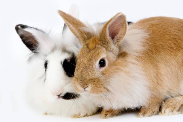 istock Red with Black and White Dwarf Rabbit against White Background 1257154624