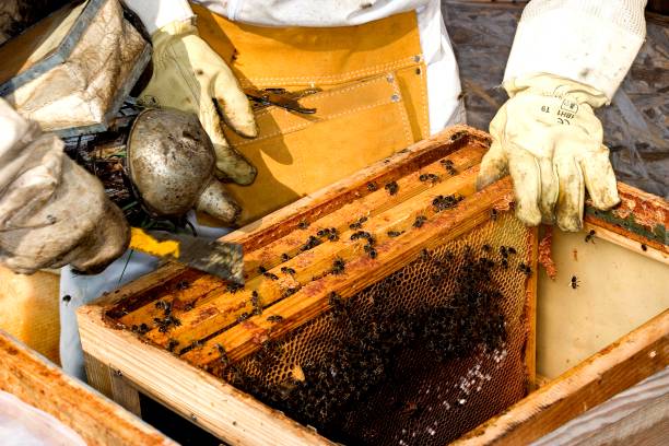 istock Honey Bee, apis mellifera, Worker looking after Larvae on Brood Comb, Man working on Bee Hive in Normandy 1257154635