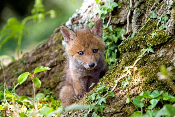 istock Red Fox, vulpes vulpes, Cub standing at Den Entrance, Normandy 1257154654