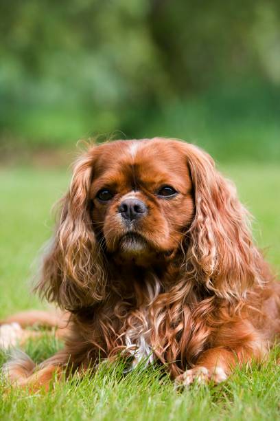 istock Cavalier King Charles Spaniel, Male Dog standing on Lawn 1257154664