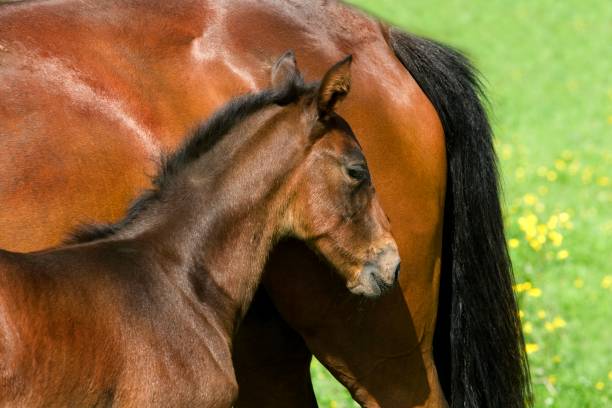 istock French Trotter, Mother and Foal in Paddock, Normandy 1257154673
