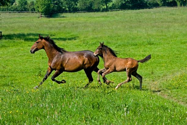 istock French Trotter, Mother and Foal in Paddock, Normandy 1257154679