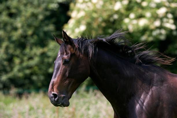 istock English Thoroughbred Male, Normandy 1257154689