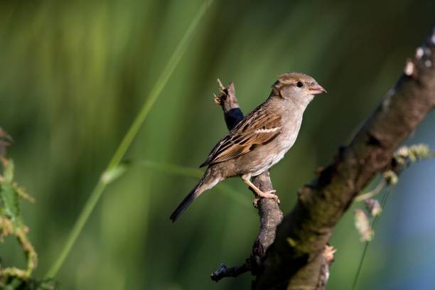 istock House Sparrow, passer domesticus, standing on Branch, Normandy 1257154691
